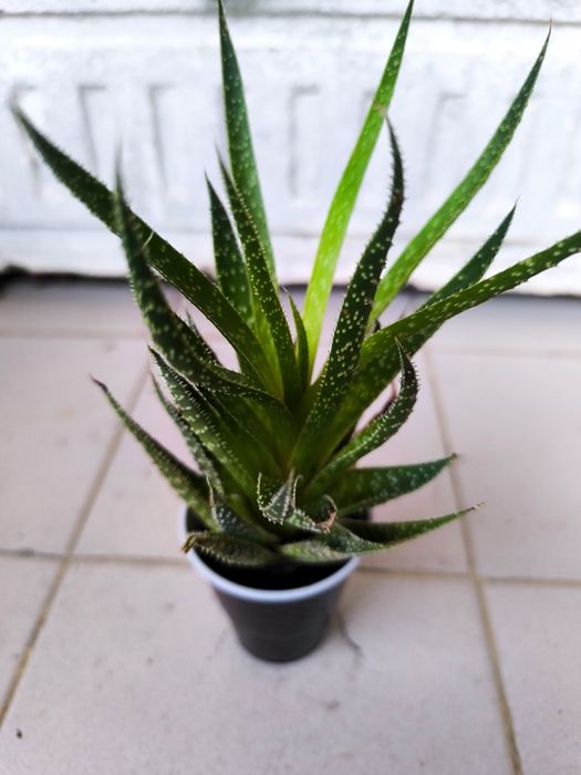 Aloe Aristata em vaso