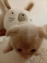 Вислоухе Кошеня персиковий
