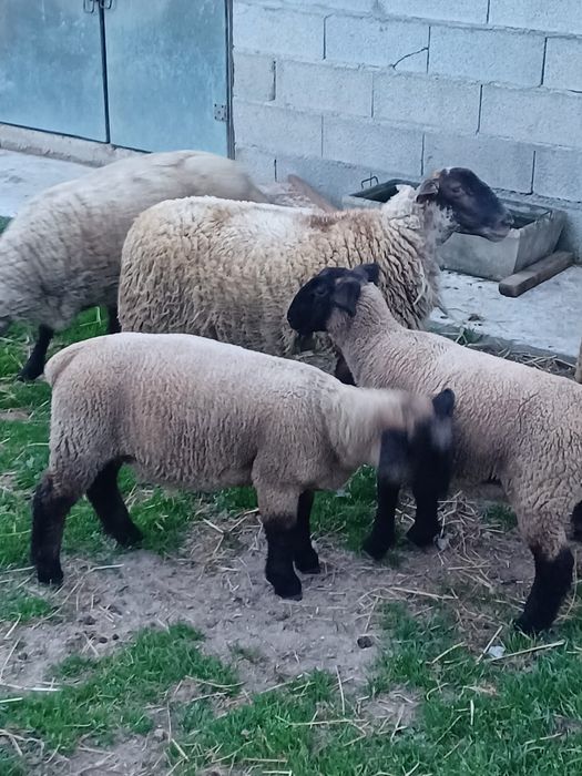 Ovelhas suffolk.