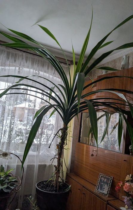 Dracena duża ponad 200 cm na 150 cm palma
