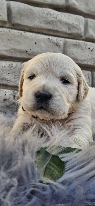 Хлопчик золотистий ретрівер КСУ