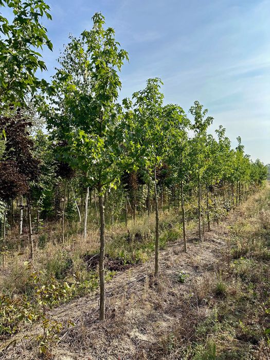 Ambrowiec amerykański Liquidambar styraciflua, obwód 14/16 cm +