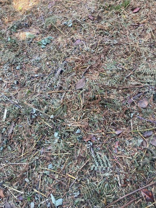 Limpeza de Terrenos Florestais · Abate de Árvores · Lenha · Jardinagem