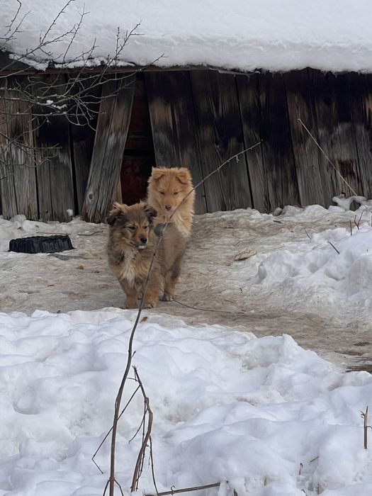 Цуценята безкоштовно