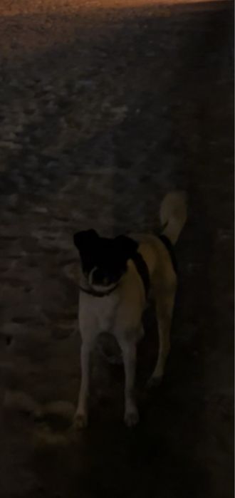 oddam pilnie psa, szczeniaka w dobre rece