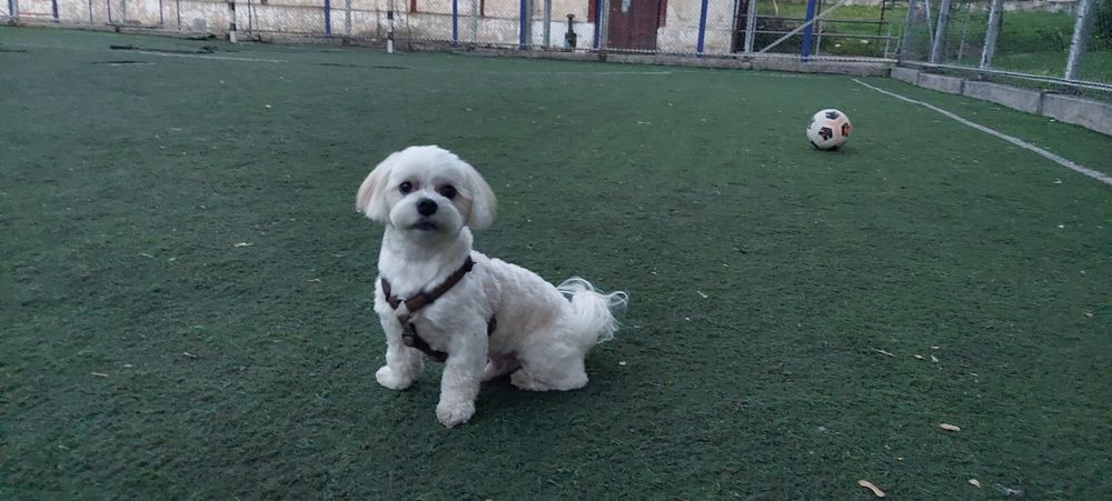 Шукаю дівчинку для злучки