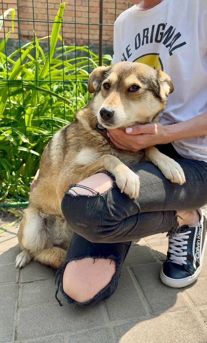 Собачка Мальва шукає людину