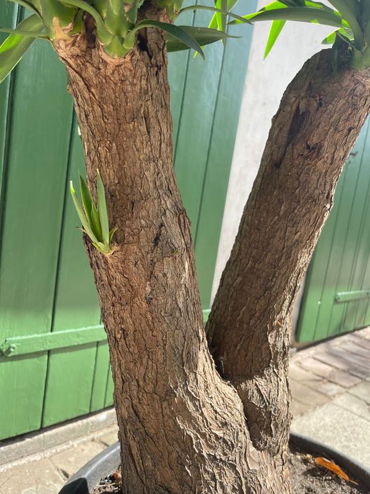 Juka elegans, duża roślina, Yuka