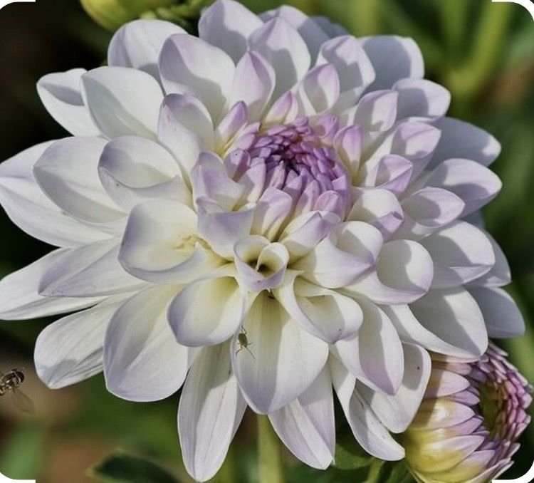 Квіти Жооржини Евелін