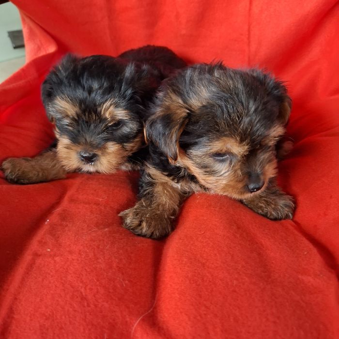 Yorkshire terrier rodowód +wyprawka
