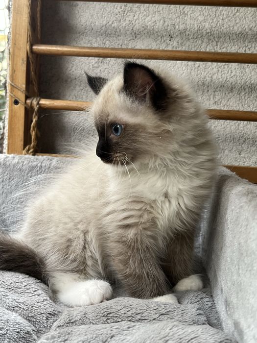 Kocurek ragdoll rodowod Fpl