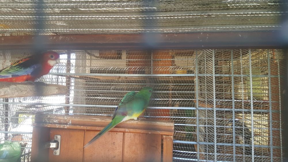 Vendo pavões e um remp ramp