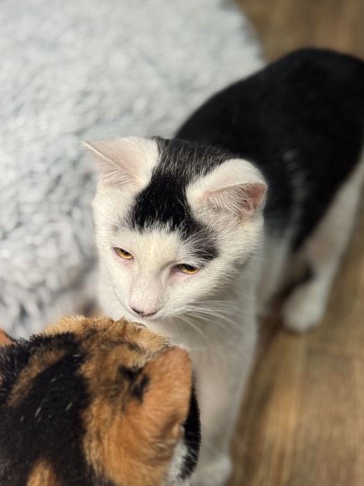 Отдам котят, от 5-8 мес