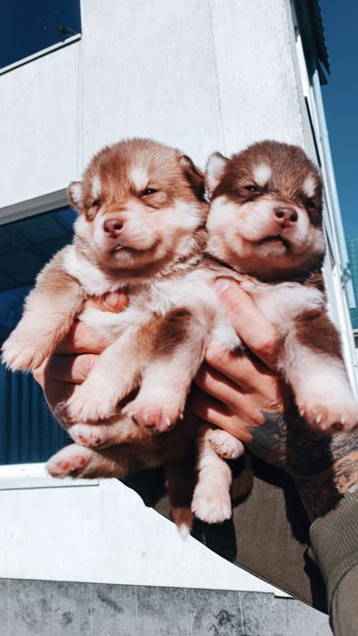 Шоколадні малюки