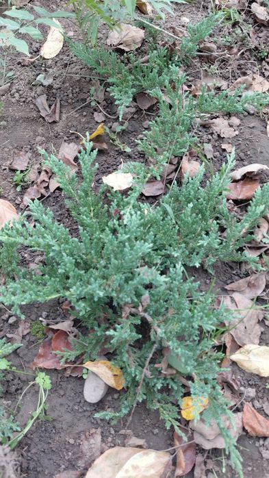 Повзучий низький ялівець