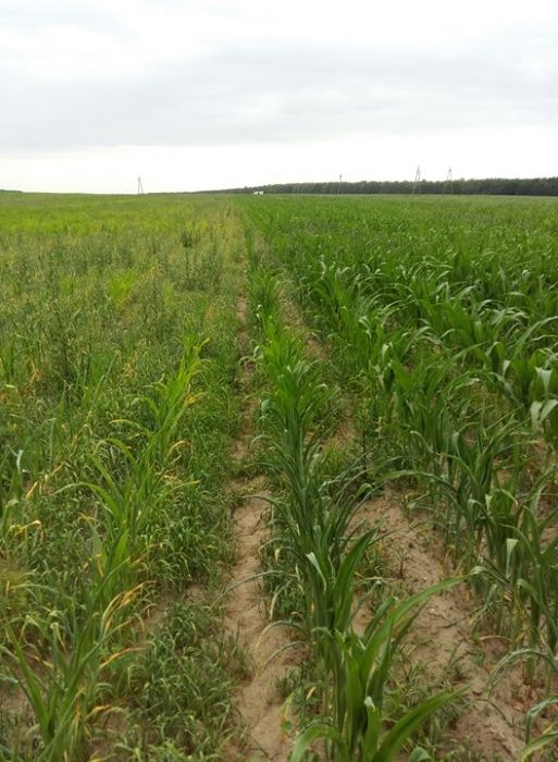 Uwaga!!!Cena promocyjna. OrCal. Hydrat wapnia, wapno, nawóz Okazja.