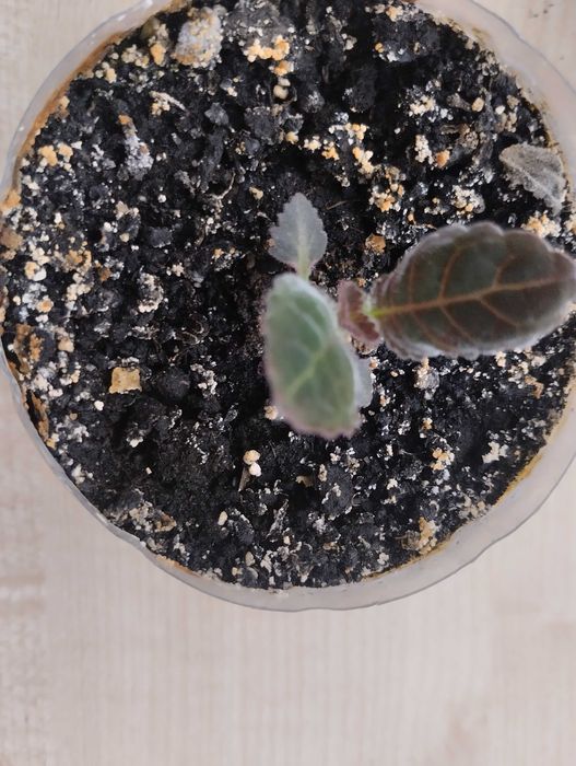 Глоксинія фіолетова срочно