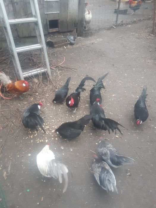 Bantamki-Karzełek Łapciaty- Karzełek Polski.