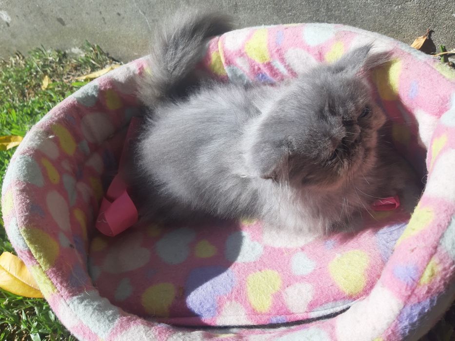 Gato persa azul(cinza)