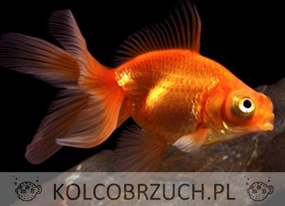 Welonka odmiana TELESKOP CZERWONY - Welon - Carassius - dowóz, wysyłka