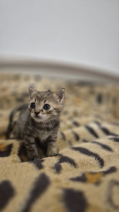 Віддам у добрі руки кошеня