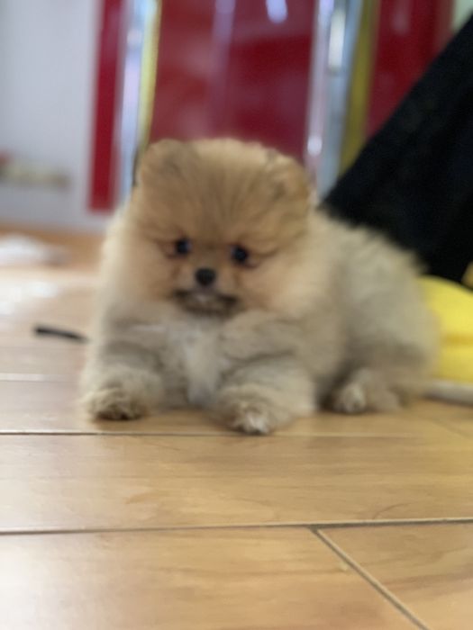 Супер мини мишки