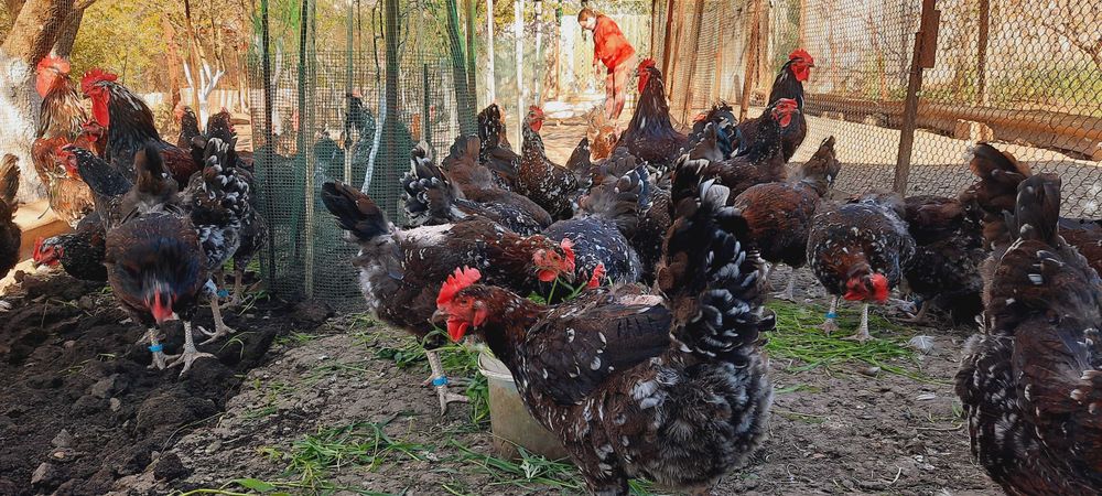 Ливенская ситцевая петушки на тушки,на мясо,на племя  от 5кг