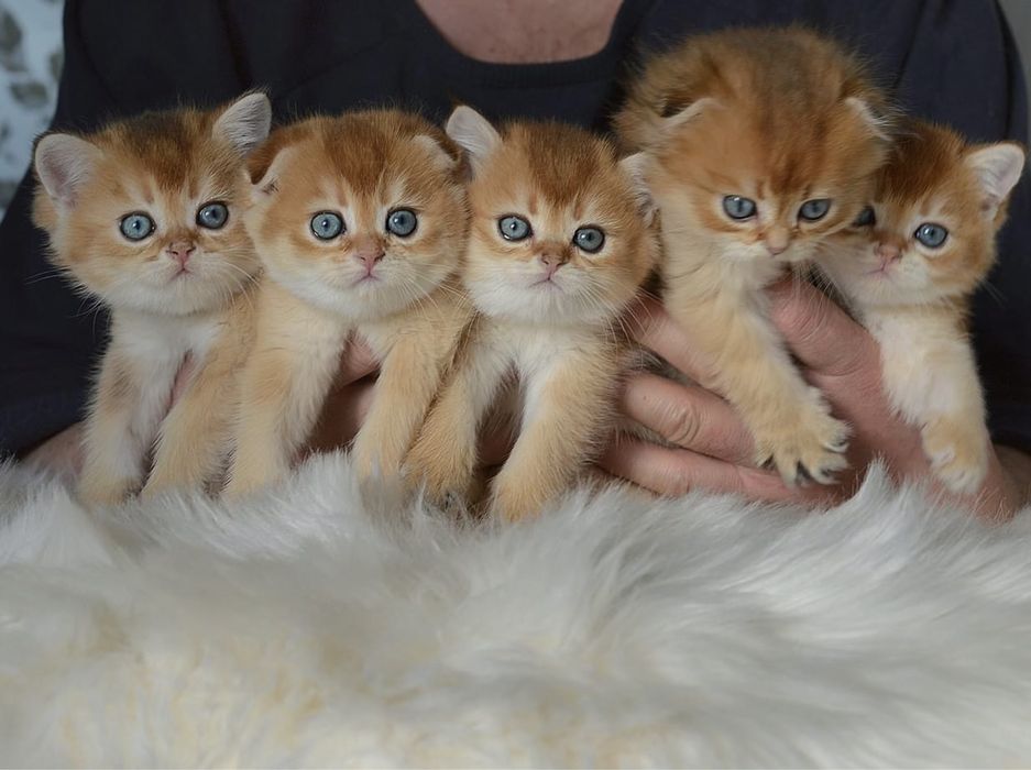 Котятка 1,5 міс. Дуже милі.Золота шиншила