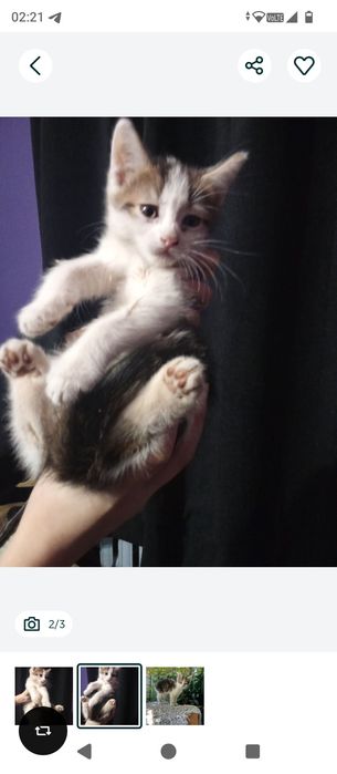 Кошечка ищет любящие ручки