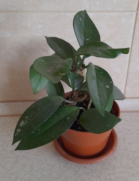 Хойя карноза  восковий плющ