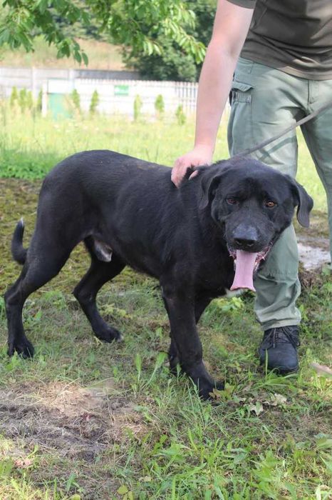044327  Kelly do adopcji.