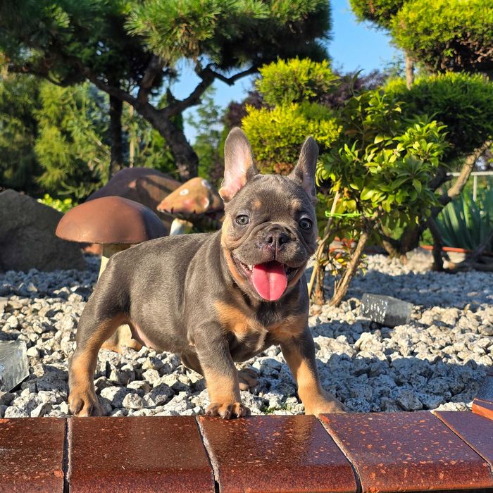 Buldog Francuski śliczny Blue Tan piesek