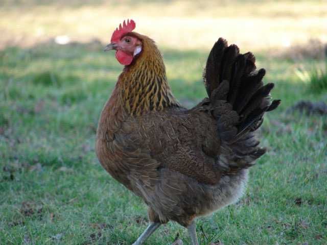 Kury kokoszki nioski Zielononóżki  z możliwością dostawy do domu