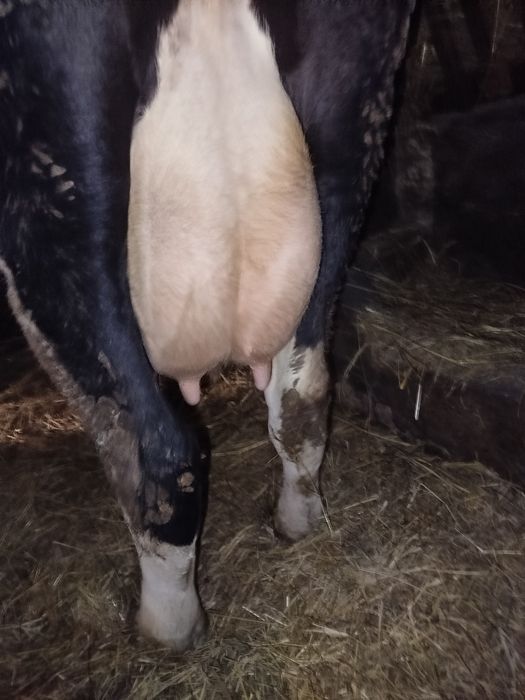 Продам молоду молочну Корову