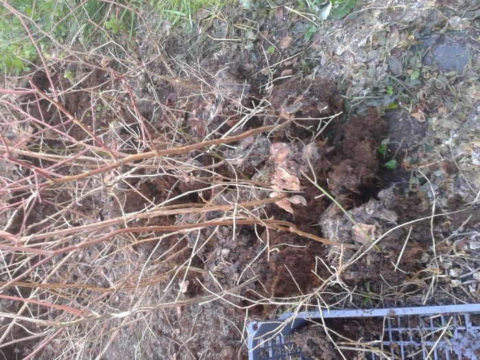 Plantas de mirtilo-variedade Aurora- sem vaso