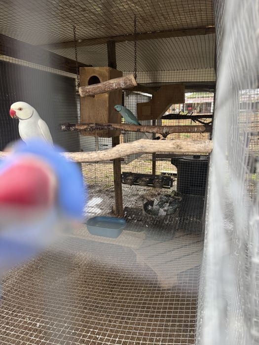 Ring neck 3 machos adultos