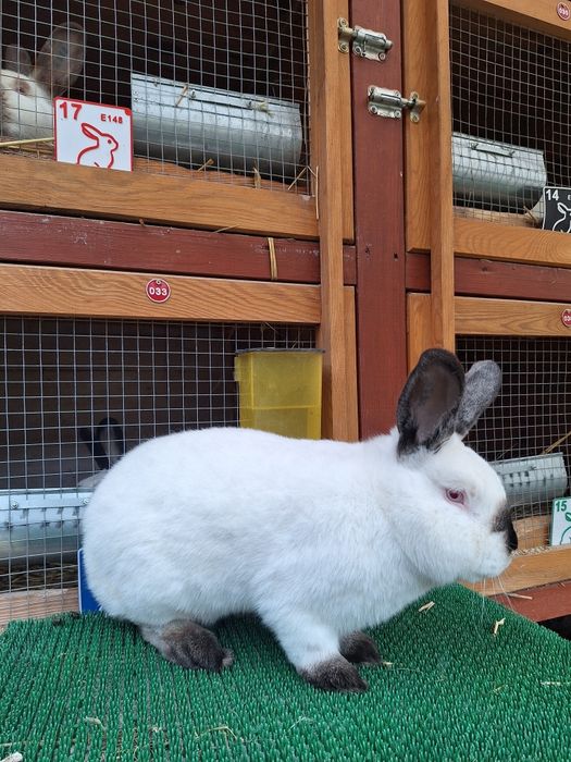 Samce Kalifornijski czarny z rodowodem