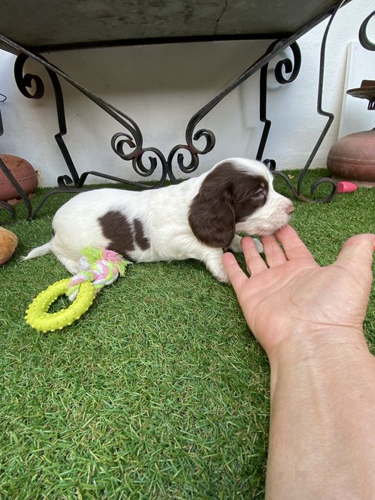 springer spaniel linha de trabalho