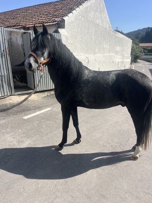 Duplo ponei castrado 1,40