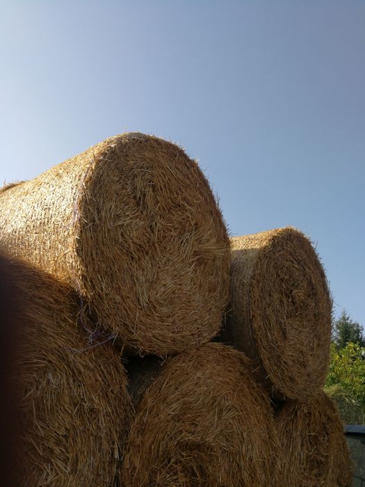 Słoma w belach z różnych zbóż 125/130