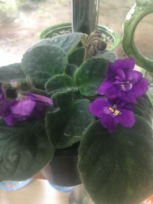 Домашні молоді фіалки , гарні .