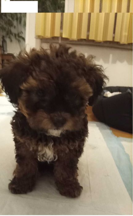 orginalny shihpoo kraków