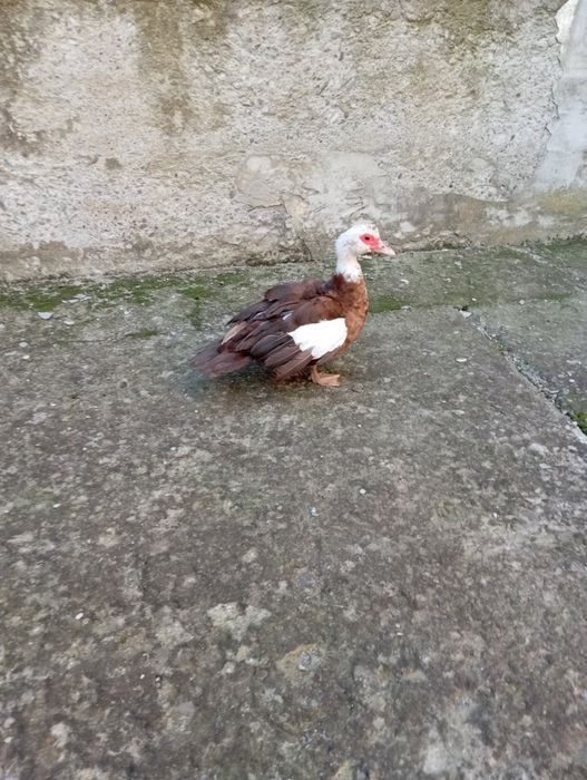 Sprzedam parę kaczek francuskich