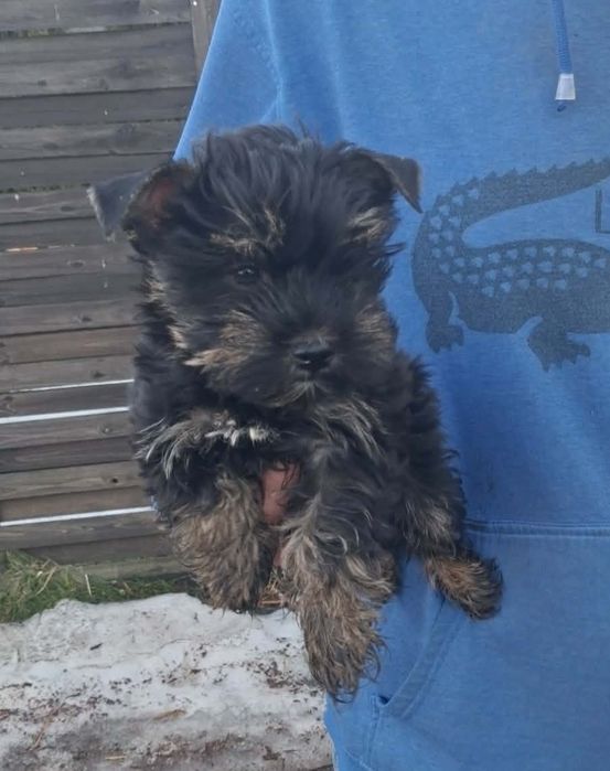 Sprzedam szczeniaka York terrier