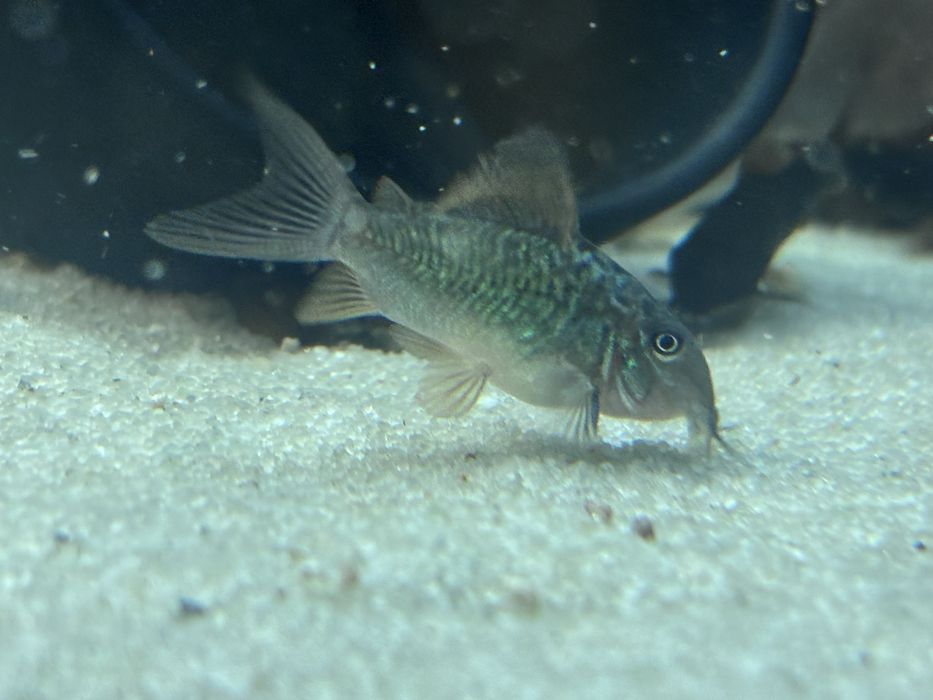 Brochis splendens, kirys szmaragdowy