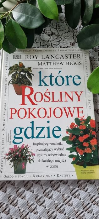 Które rośliny pokojowe gdzie. Poradnik