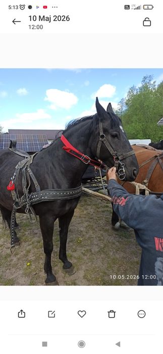 Klacz Slaska po Regent