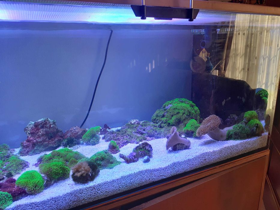 Aquario de agua salgada