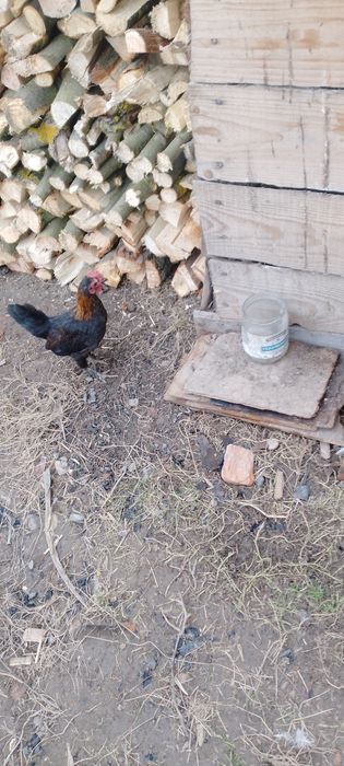 Американські кури