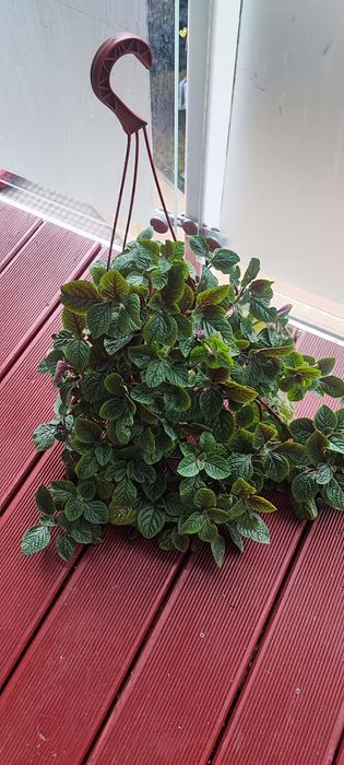 kwiat komarzyca czerwona